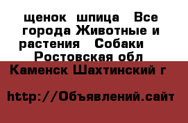 щенок  шпица - Все города Животные и растения » Собаки   . Ростовская обл.,Каменск-Шахтинский г.